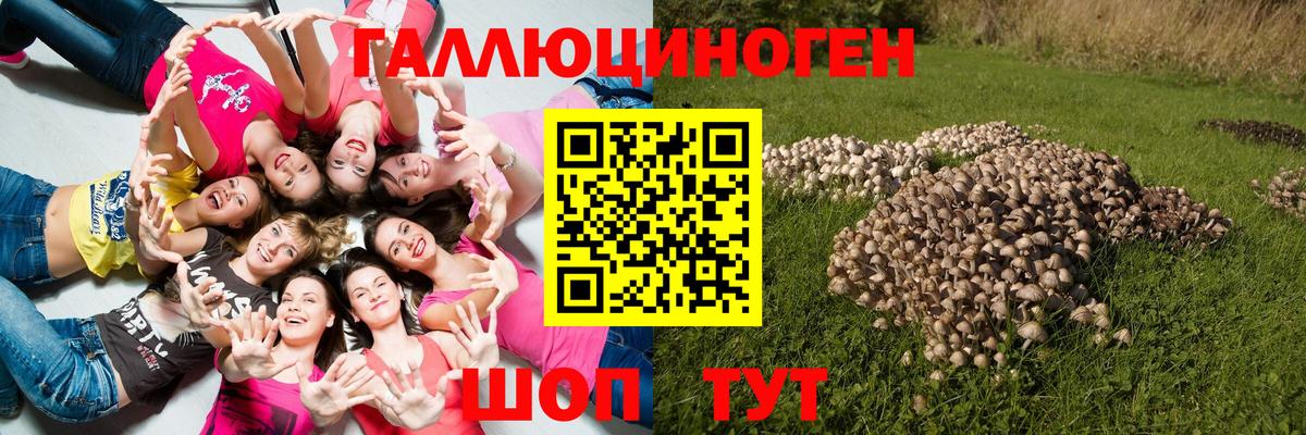 Псилоцибиновые грибы GOLDEN TEACHER Северобайкальск